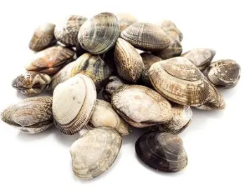 Vongole verace italienne, gros calibre