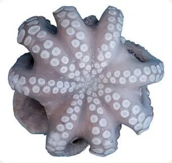 Poulpe du Maroc IQF en fleur, T3 2000/3000 g