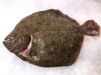 Turbot (Espagne/Portugal) 1000/1500 g