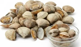 Vongole lupino (petit calibre)
