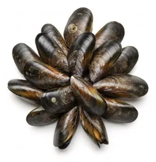 Moules de bouchot