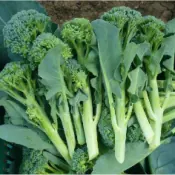 Broccoletti (jets de brocoli)