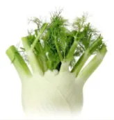 Fenouil