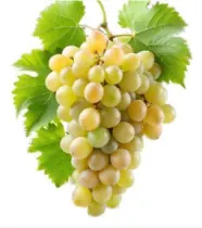 Raisin blanc Italia