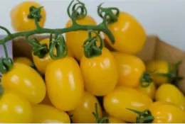 Tomates datterino rouges et jaunes