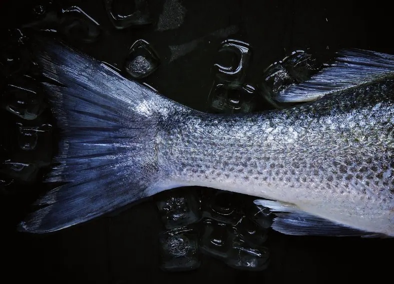 Poisson frais